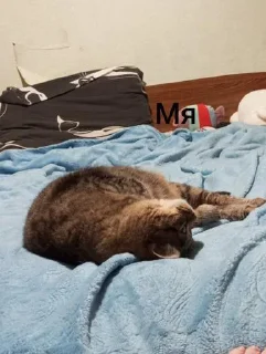 Стикер Маруся🐱и Соня🐱 @Sticker_tg_robot - 4