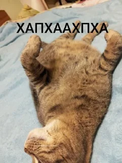 Стикер Маруся🐱и Соня🐱 @Sticker_tg_robot - 6