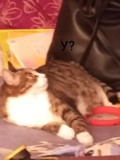 Стикер Маруся🐱и Соня🐱 @Sticker_tg_robot - 9