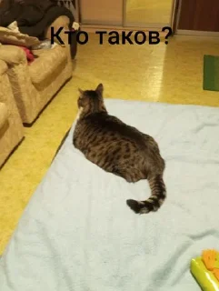 Стикер Маруся🐱и Соня🐱 @Sticker_tg_robot - 7