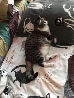 Стикер Маруся🐱и Соня🐱 @Sticker_tg_robot - 3