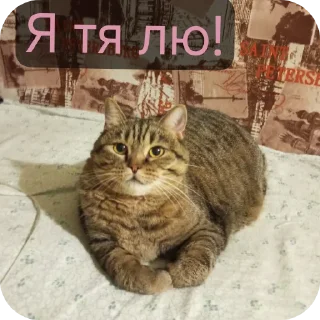 Стикер Маруся🐱и Соня🐱 @Sticker_tg_robot - 5