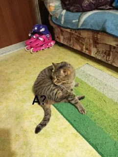 Стикер Маруся🐱и Соня🐱 @Sticker_tg_robot - 11