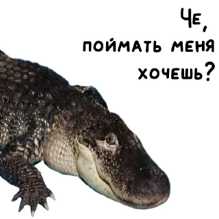 Стикер НА ФЕРМЕ? - 4