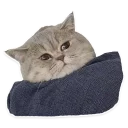 Sticker SufferingCats - 1