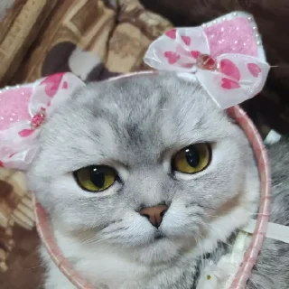 Стикер Сухари 2 - 5