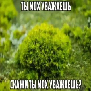 Стикер suka - 10