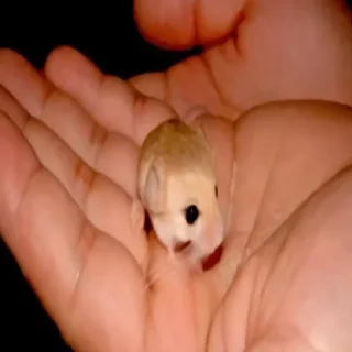 Стикер suka - 11