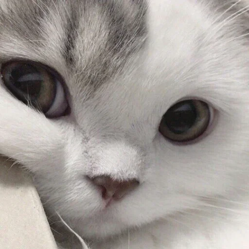 Sticker Султанпрекрасен :: @fStikBot - 11