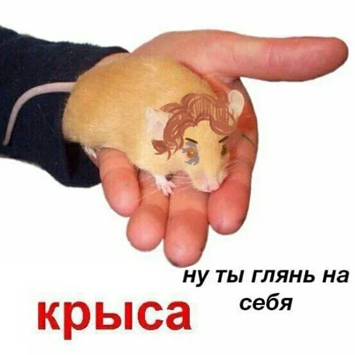 мышь хомяк крыса