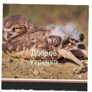 Стикер Сумасшедшая - 11