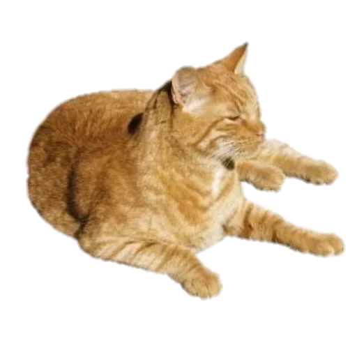 Sticker SummerSvalkablin - 1