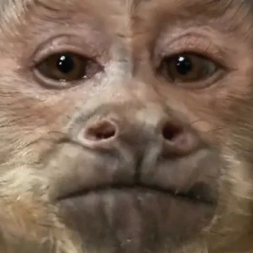 animal mammal primate