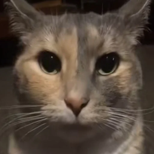 Sticker Supersillycars - 1