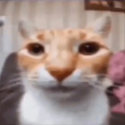 Sticker Supersillycars - 1