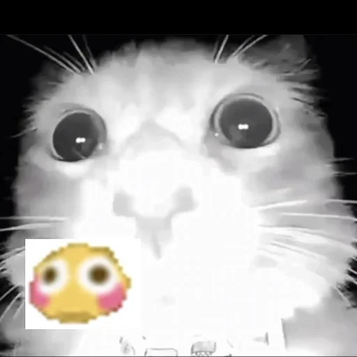 Sticker Supersillycars - 1