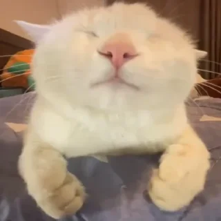 Sticker Silliest Cars - 4