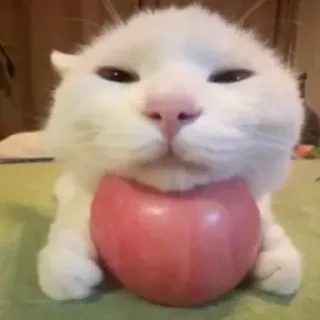 Sticker Silliest Cars - 3