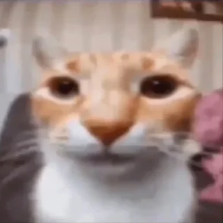 Sticker Silliest Cars - 6