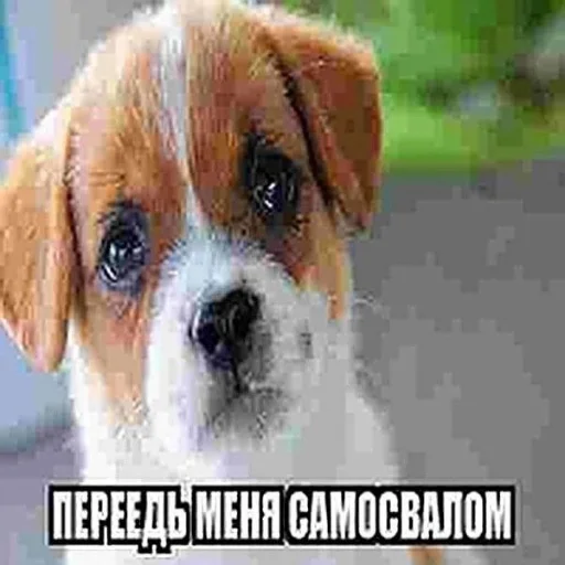 Sticker sexcats2007 - 9