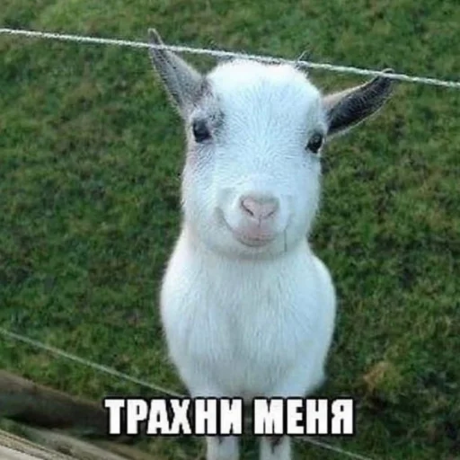 Sticker sexcats2007 - 5