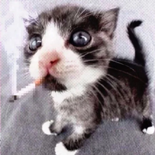 Sticker sexcats2007 - 3