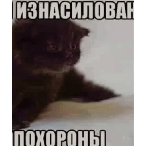 Sticker sexcats2007 - 2