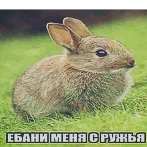 Sticker sexcats2007 - 0