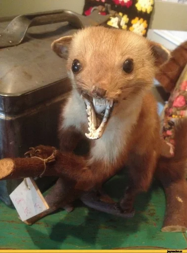 animal mammal indoor