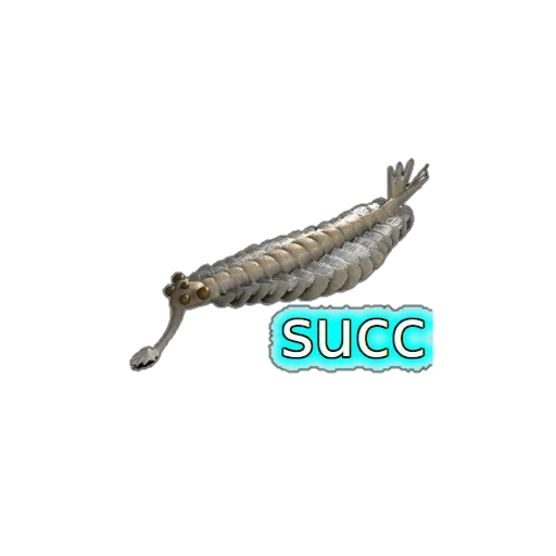 animal aquatic mammal fish