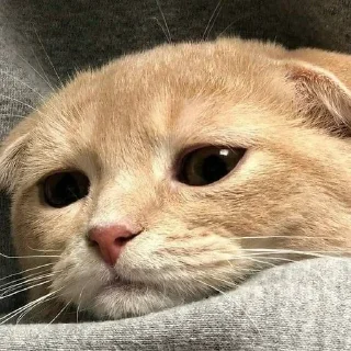 Стикер Ооо - 11