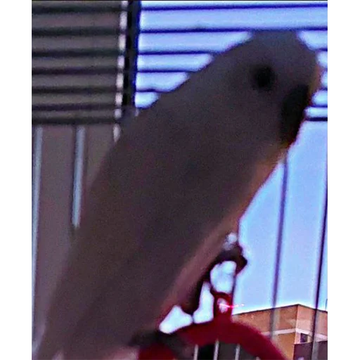 Sticker SuziePuzie - 1