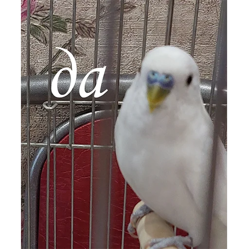 Стикер SuziePuzie - 1