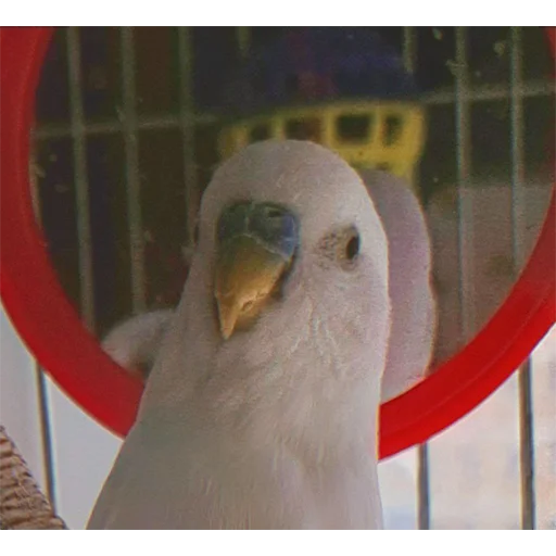 Сьюзи Пузи - 