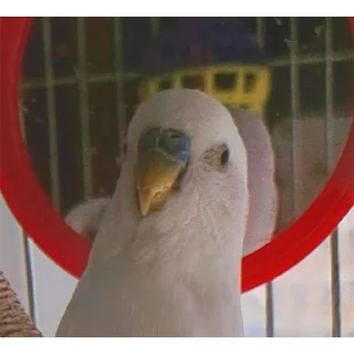 Стикер Сьюзи Пузи - 0