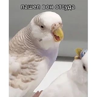 Стикер Сьюзи Пузи - 6