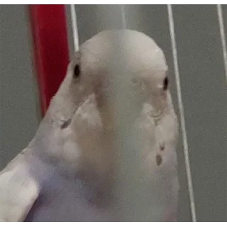 Стикер Сьюзи Пузи - 7