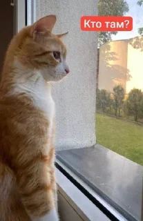 Стикер 😍КоТиК🥰 @Sticersi_bot - 2