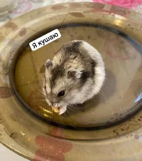 Стикер 😍КоТиК🥰 @Sticersi_bot - 0