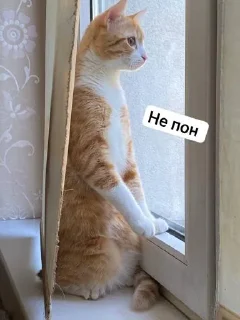 Стикер 😍КоТиК🥰 @Sticersi_bot - 1