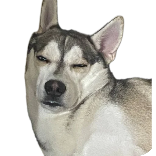 Стикер Svinilyam - 1