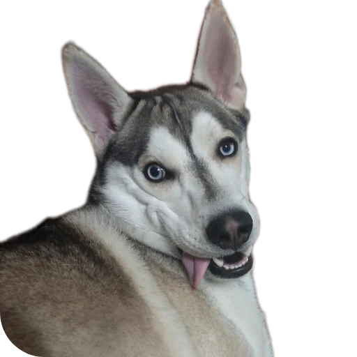 Sticker Svinilyam - 1