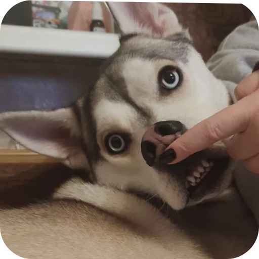 Sticker Svinilyam - 1