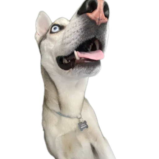 Sticker Svinilyam - 1