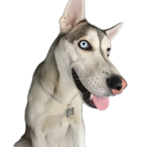 Sticker Svinilyam - 1