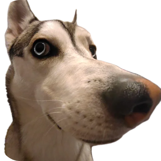 Sticker Svinilyam - 1