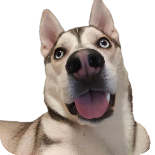 Sticker Svinilyam - 1