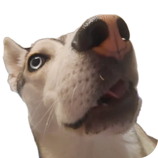 Sticker Svinilyam - 1