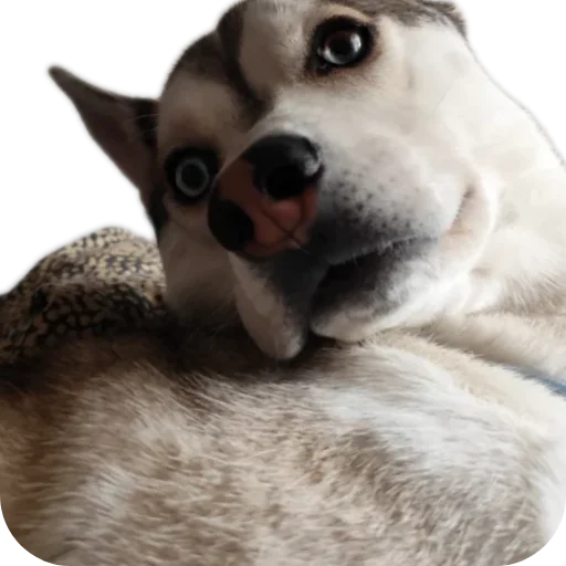 Свинильям - 