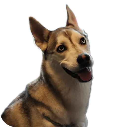 Sticker Svinilyam - 1